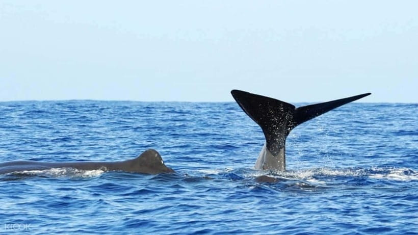 Trincomalee: Whale & Dolphin Safari Tour with Expert Guides - Who should book this marine safari