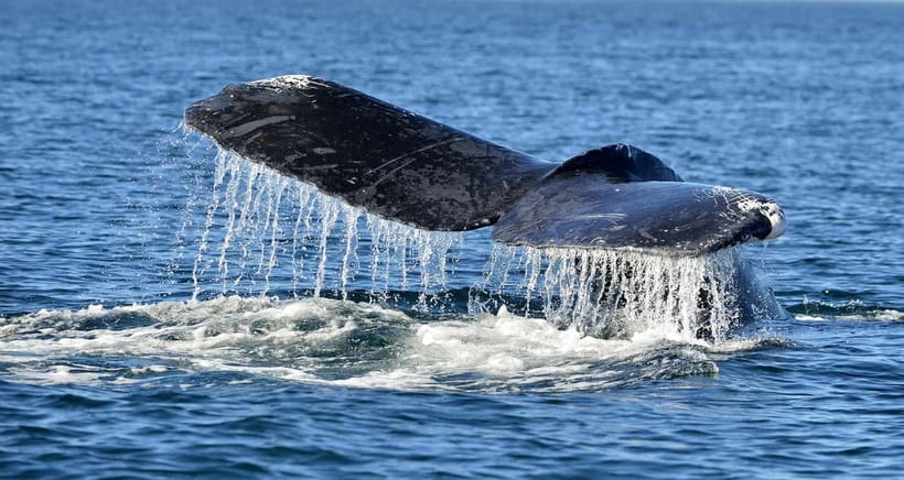 Trincomalee: Whale & Dolphin Safari Tour with Expert Guides - Searching for dolphins near Trincomalee