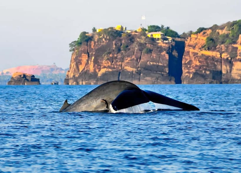 Trincomalee: Whales Watching and Navy Island Snorkeling Tour - What makes the reef worthwhile