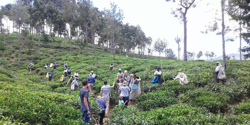 Tuk-Tuk Safari Liptons seat,Tea Fields Hike,TeaFactory Tour - Who should book this experience?