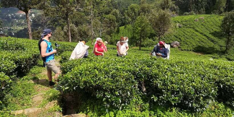 Tuk-Tuk Safari Liptons seat,Tea Fields Hike,TeaFactory Tour - Walking between the tea bushes