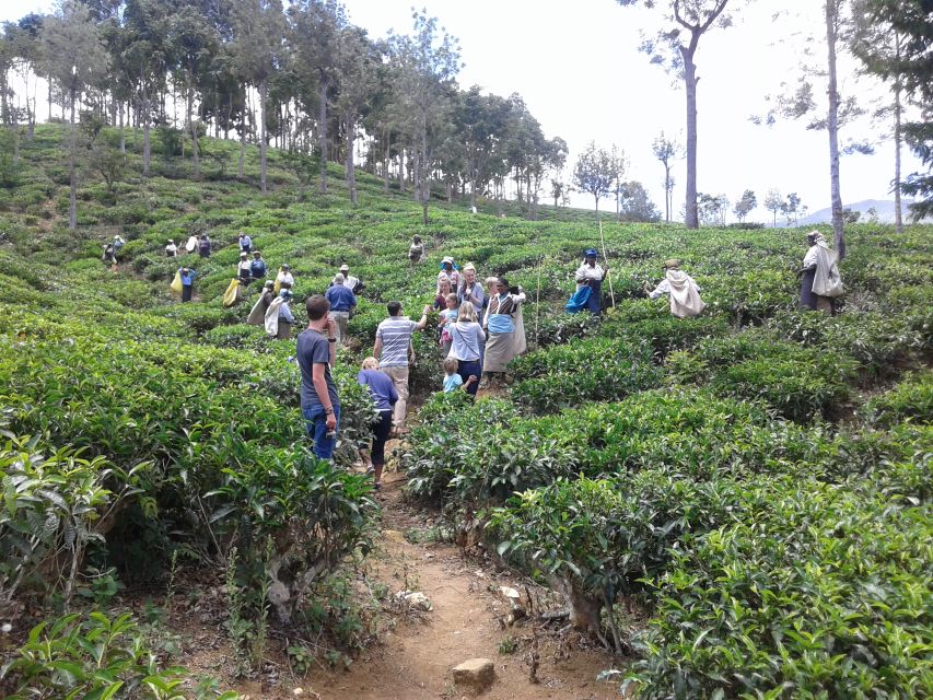 Tuk-Tuk Safari Liptons seat,Tea Fields Hike,TeaFactory Tour - What the guide adds to the day