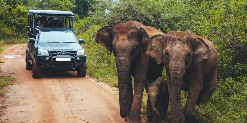 Udawalawa National Park: All-Inclusive Private Day Tour - Arriving at the park and changing to the safari jeep
