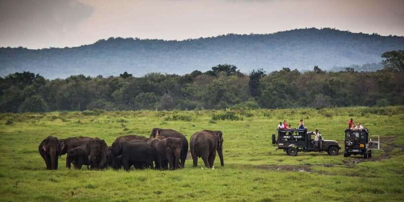 Udawalawa National Park: All-Inclusive Private Day Tour - Is $83 per person good value?