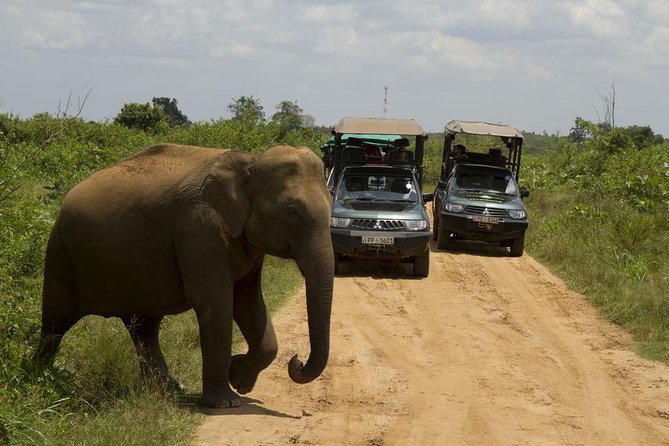 UDAWALAWA National Park ALL INCLUSIVE Tour with PICK UP INCLUDED - Why Udawalawe works so well for a safari