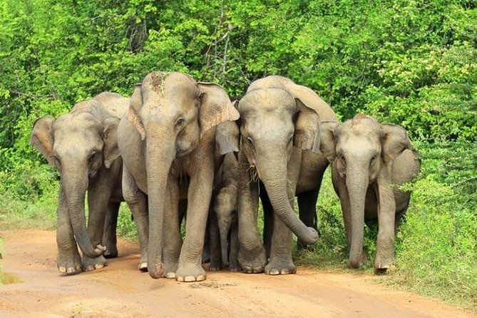 Udawalawa National Park Day Tour - Why Udawalawe works for an elephant day trip