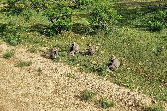 Udawalawa National Park Day Tour - A private tour with a personal touch