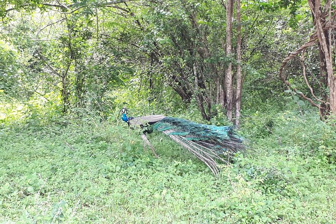 Udawalawa National Park Day Tour - Is $146 good value?