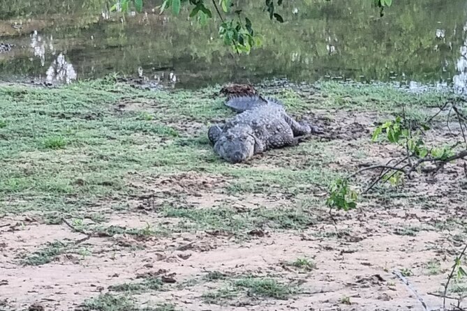Udawalawa National Park Day Tour - How to make the day run better