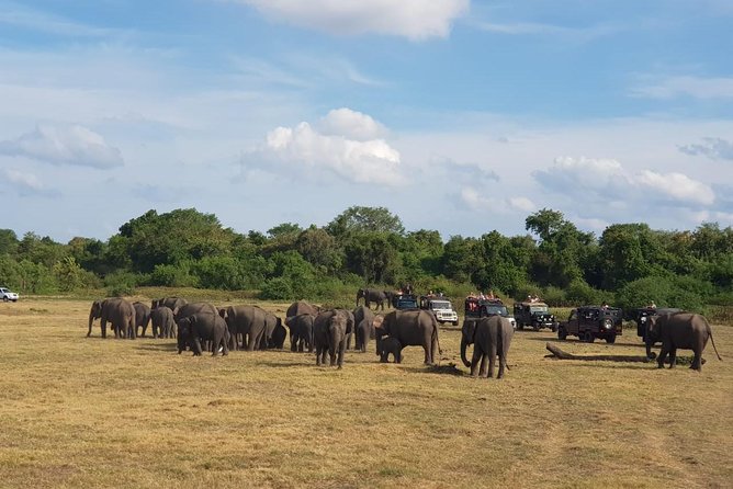 Udawalawa National Park Day Tour - Six hours among elephants at Udawalawe