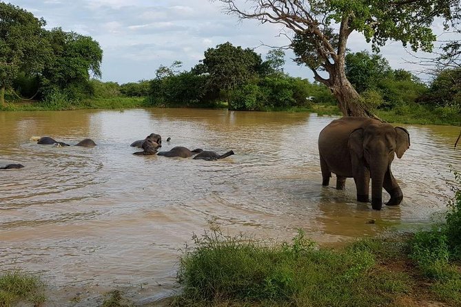 Udawalawa National Park half day Safari - What this experience does particularly well