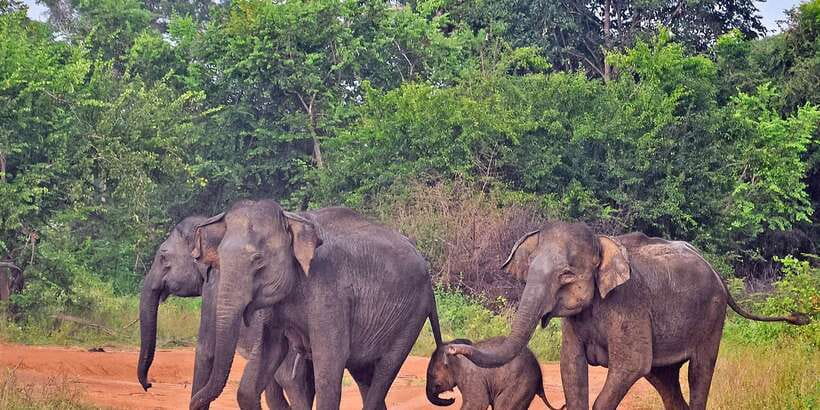 Udawalawa National Park: Private Safari - Should you book the Udawalawe private safari?