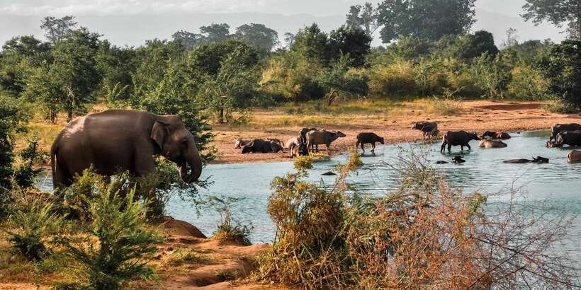 Udawalawa National Park: Private Safari - Why Udawalawe works so well for an elephant safari