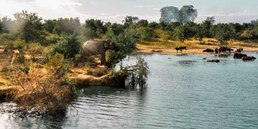 Udawalawa National Park: Private Safari - A private jeep gives you more say