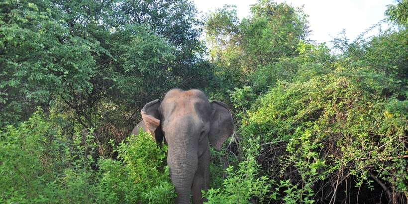 Udawalawa National Park: Private Safari - Who should book this safari