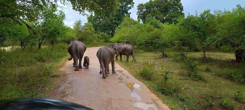 Udawalawa National Park Safari & Elephant Transit Home Tour - Why Udawalawe works so well for elephant watching