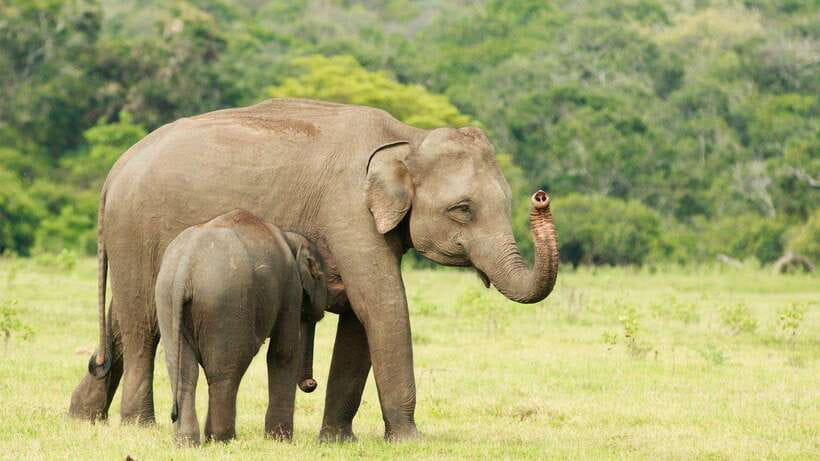 Udawalawa National Park Safari & Elephant Transit Home Tour - The real price is closer to $59 per adult