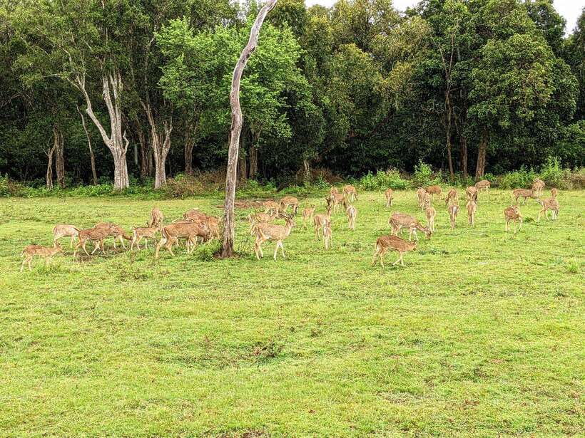 Udawalawa National Park Safari & Elephant Transit Home Tour - What to bring and what to expect in the park