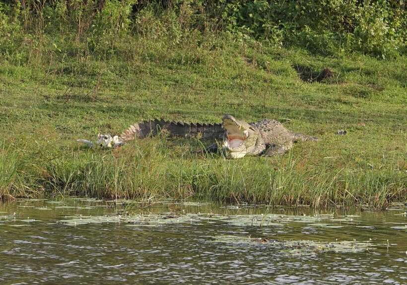 Udawalawa National Park Safari & Elephant Transit Home Tour - Booking flexibility and practical limits