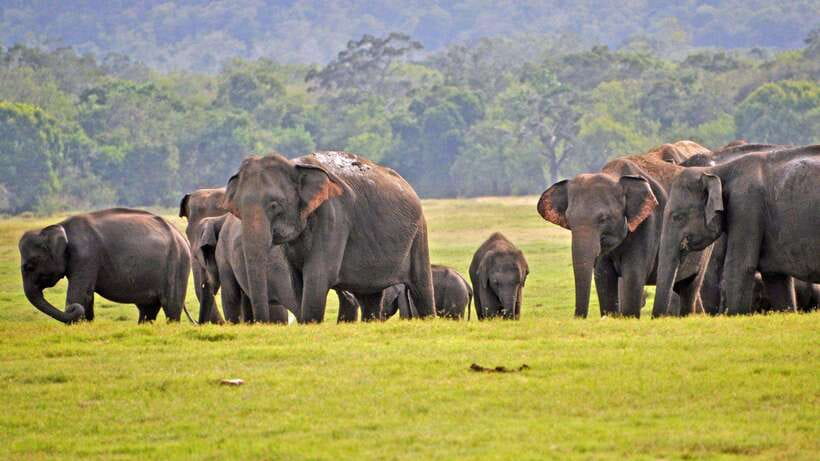 Udawalawa National Park Safari & Elephant Transit Home Tour - What the four-hour itinerary feels like