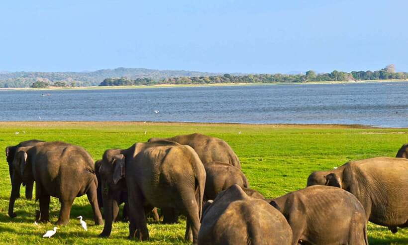 Udawalawa National Park Safari Tour with Experienced Guides - Finding elephants in the open country