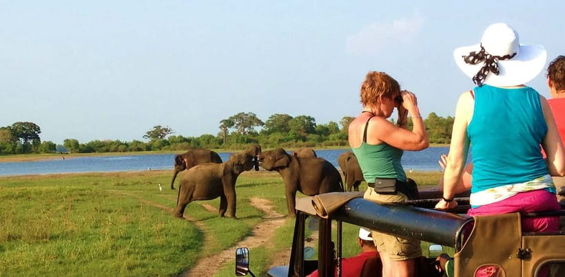 Udawalawa National Park Safari Tour with Experienced Guides - Who should book this safari