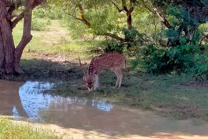 Udawalawa National Park Safari trip from Hikkaduwa/Galle/Weligama - What the $48 Price Includes