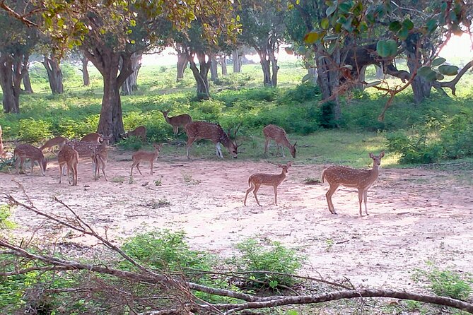 Udawalawa National Park Safari trip from Hikkaduwa/Galle/Weligama - Who Will Get the Most From This Safari