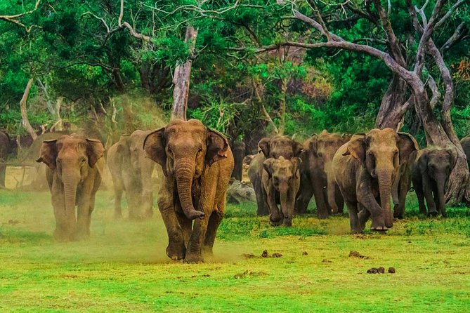 Udawalawa Safari Drive From Galle, Weligama, Mirissa & Dickwella - More than elephants: mammals, reptiles, and birds