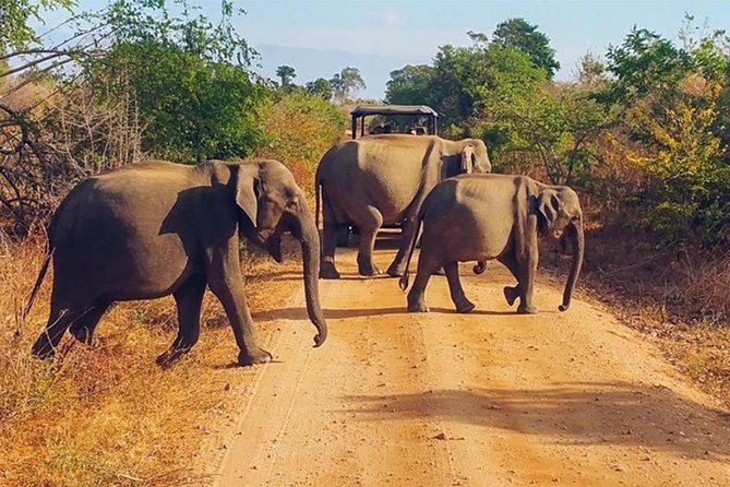 Udawalawa Safari Drive From Galle, Weligama, Mirissa & Dickwella - What the $80 price includes