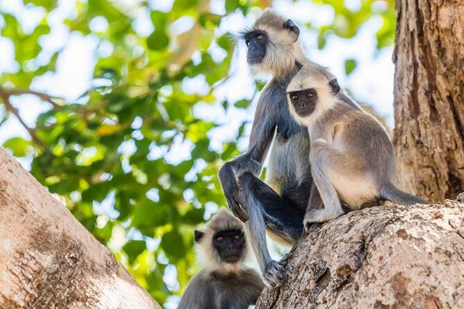 Udawalawa Safari Drive From Galle, Weligama, Mirissa & Dickwella - Who will get the most from this safari