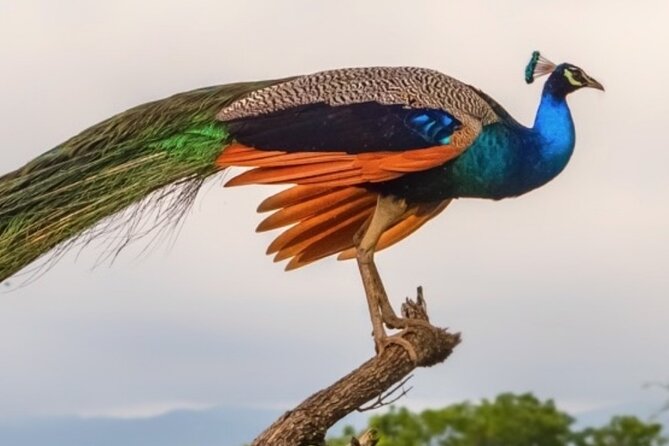 Udawalawa Safari Drive From Galle, Weligama, Mirissa & Dickwella - Practical details that affect your day