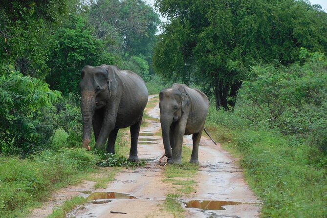 Udawalawa Safari & Elephants Orphanage Tour from Hambantota port - Key details before you book