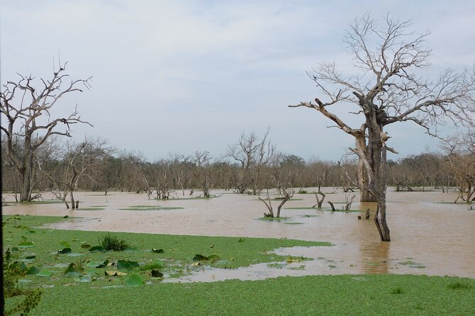 Udawalawa Safari & Elephants Orphanage Tour from Hambantota port - Udawalawe, not Yala: clear up the park name first
