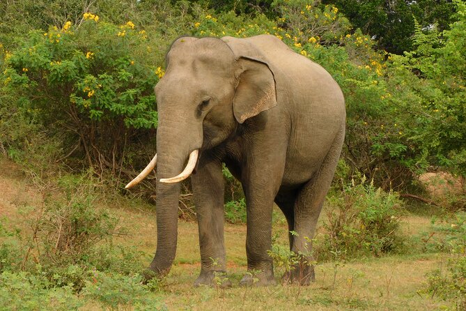 Udawalawa Safari & Elephants Orphanage Tour from Hambantota port - What the five-hour jeep ride feels like