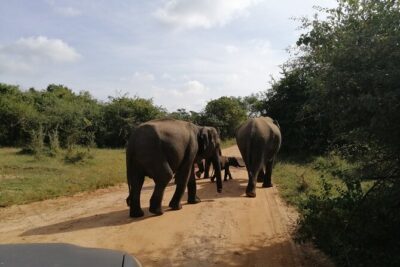 Udawalawa Safari & Elephants Orphanage Tour from Hambantota port