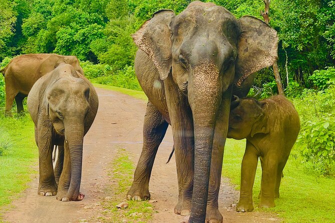 Udawalawa Wild Life Safari - Key points to know before you book