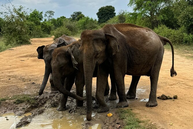 Udawalawa Wild Life Safari - The guides are a major part of the value