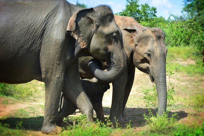 Udawalawe National Park 6-Hour Private Safari Tour - Why six hours works well at Udawalawe