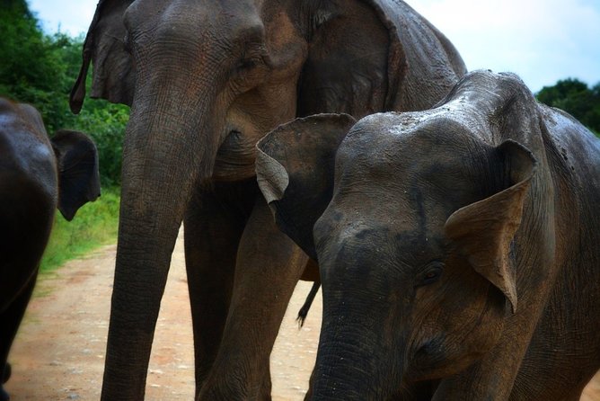 Udawalawe National Park 6-Hour Private Safari Tour - What the jeep ride is really like