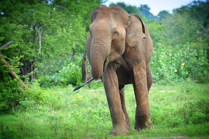 Udawalawe National Park 6-Hour Private Safari Tour - The value of $55 per person