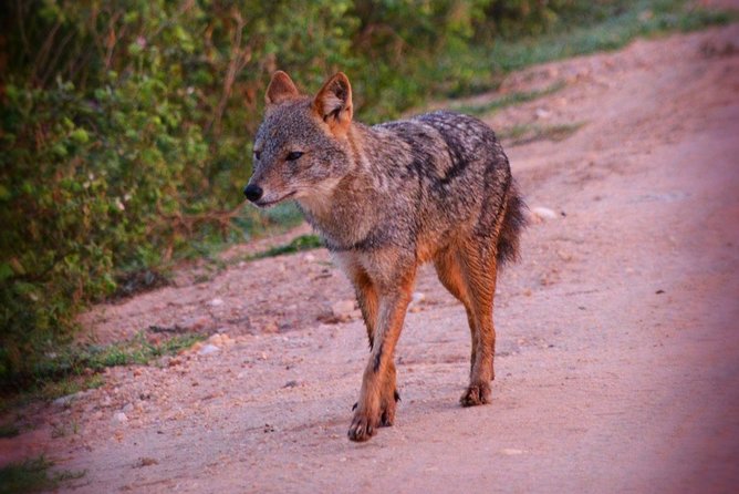 Udawalawe National Park 6-Hour Private Safari Tour - Who should book this private safari