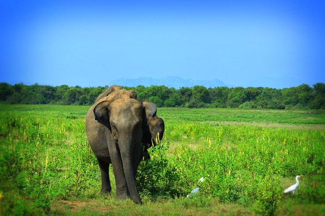Udawalawe National Park 6-Hour Private Safari Tour - Small details that make the day easier