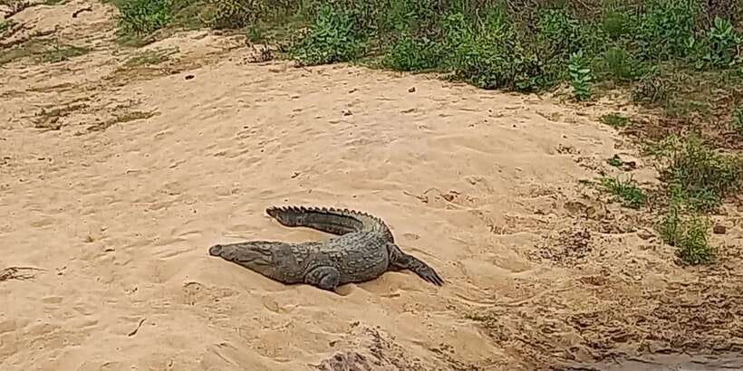 Udawalawe National Park - 7 Hours Private Safari tour - Key points to know before booking