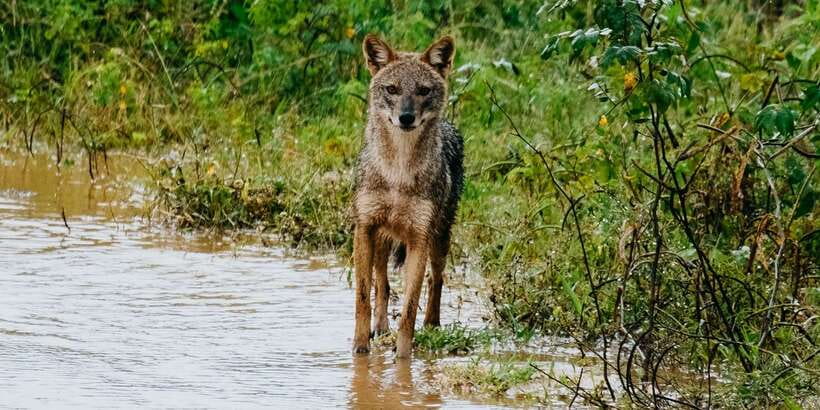 Udawalawe National Park - 7 Hours Private Safari tour - The animals you may find beyond the elephants
