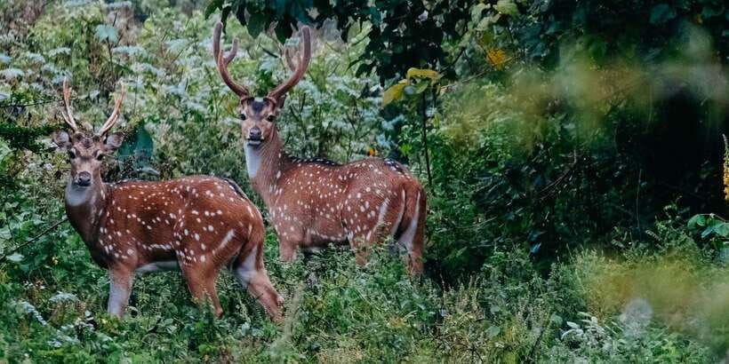Udawalawe National Park - 7 Hours Private Safari tour - Why seven hours can be worth the extra time
