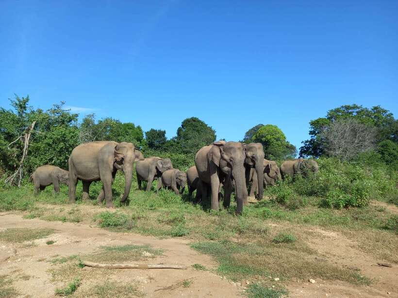 Udawalawe National Park: Elephant Safari with Expert Guide - Key points at a glance