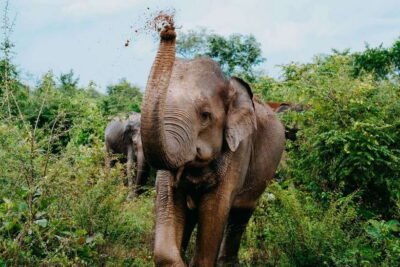 Elephant Safari with Expert Guide