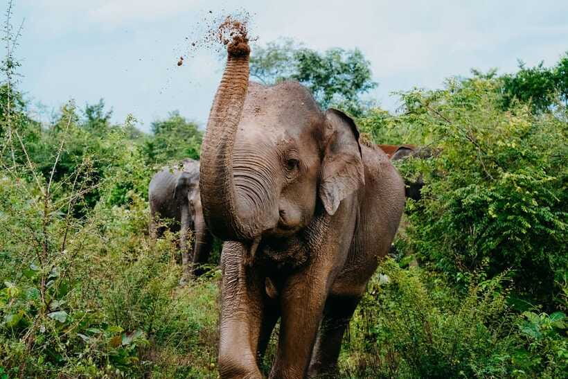 Udawalawe National Park: Elephant Safari with Expert Guide - The animals you may see beyond elephants