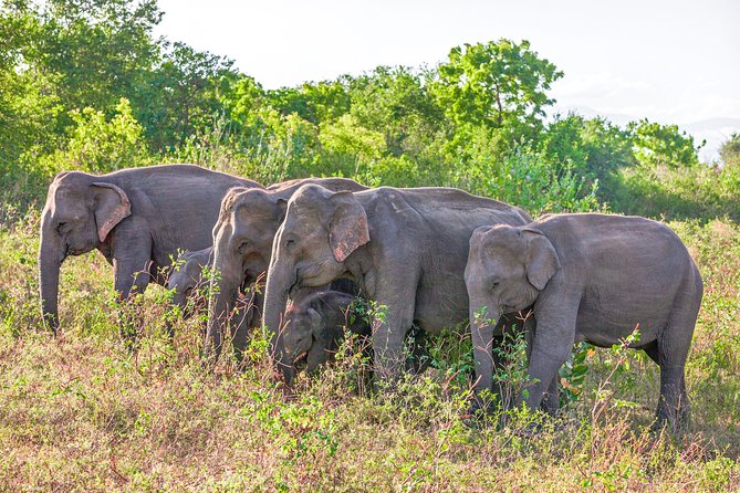 Udawalawe National Park Entrance Ticket with Private Safari - A three-hour route through plains, marshes, and forest